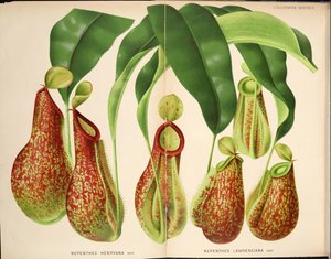 Nepenthes henryana & Nepenthes lawrenciana - L’Illustration horticole (1882) de Unknown